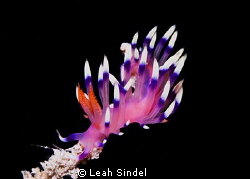 Flabellina on a limb by Leah Sindel 